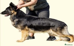 German Shepherd dogs for sale: Stunning KC Registered German Shepherd Puppies - Image 6