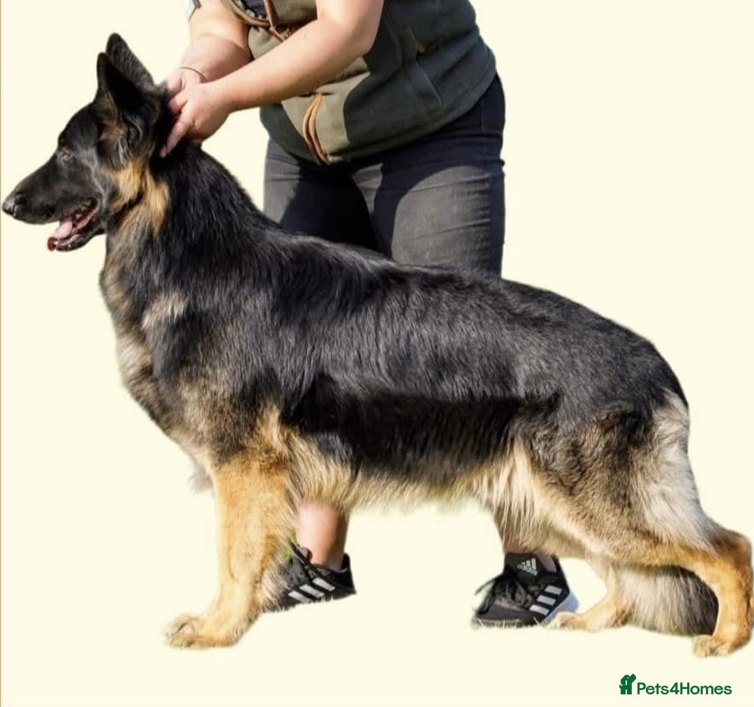 German Shepherd dogs for sale: Stunning KC Registered German Shepherd Puppies - Image 6