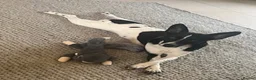 Mixed Breed dogs for sale: Looking for a loving new home - Advert 8