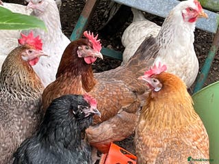 Chickens poultry Chickens - Advert 1