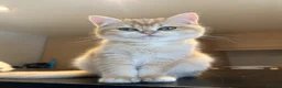 British Shorthair cats for sale: LAST Vet bred Teddybear Lap cat GCCF - Advert 6