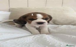 Beagle dogs for sale: Beagle puppies - Image 3