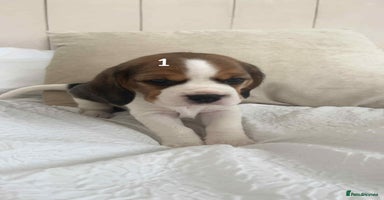 Beagle dogs - Advert 15