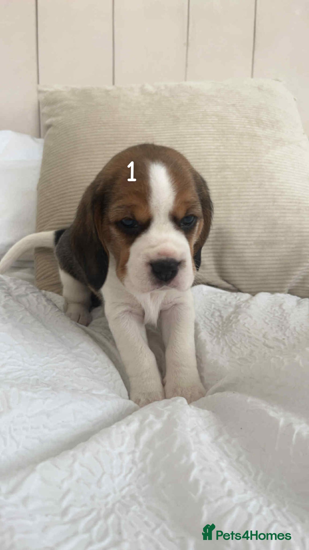 Beagle dogs for sale: Beagle puppies - Image 3