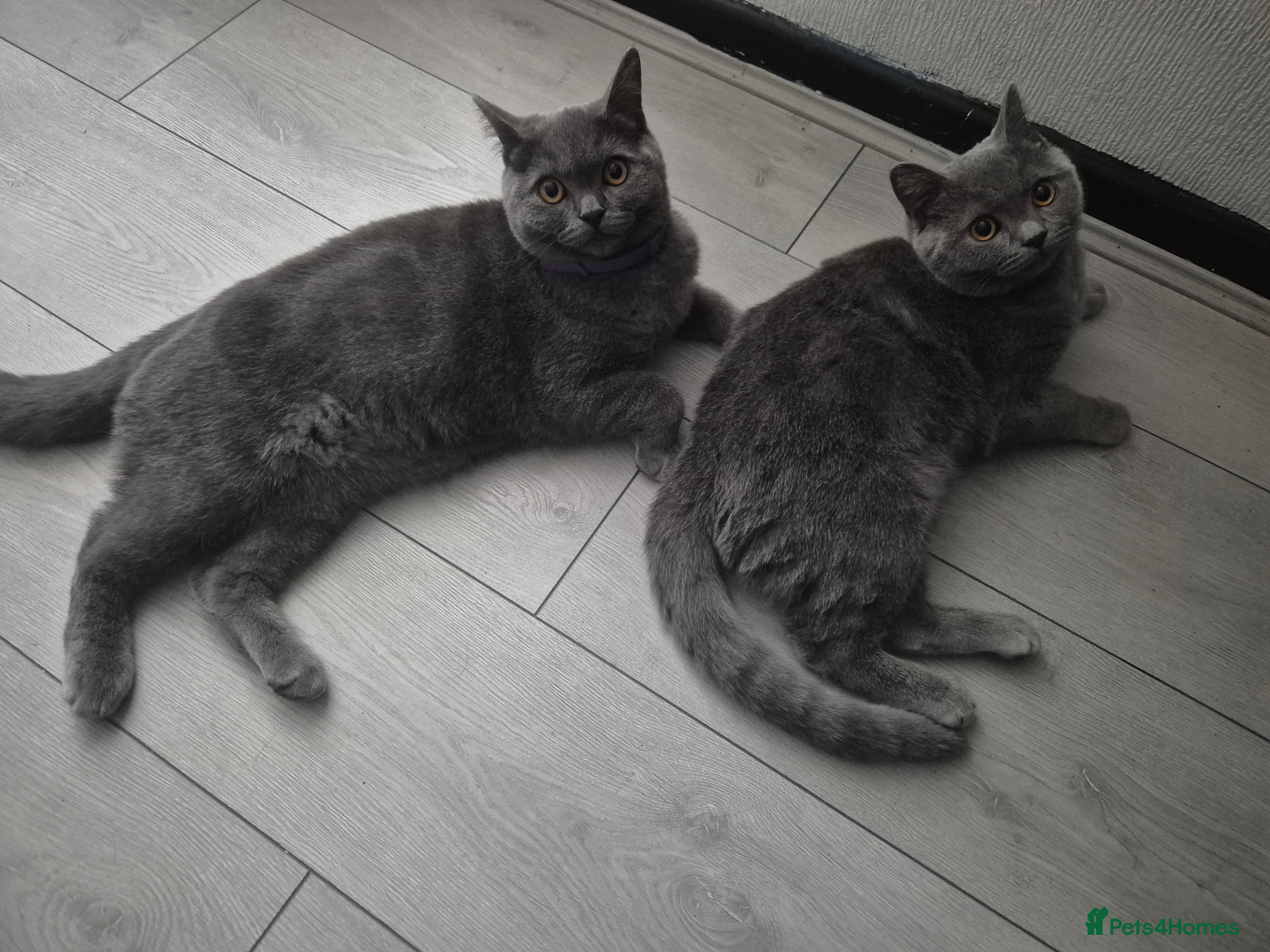 Brazilian Shorthair cats 2amazing british shorthair male for sale together  - Advert 2