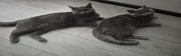 Brazilian Shorthair cats for sale: 2amazing british shorthair male for sale together  - Advert 1