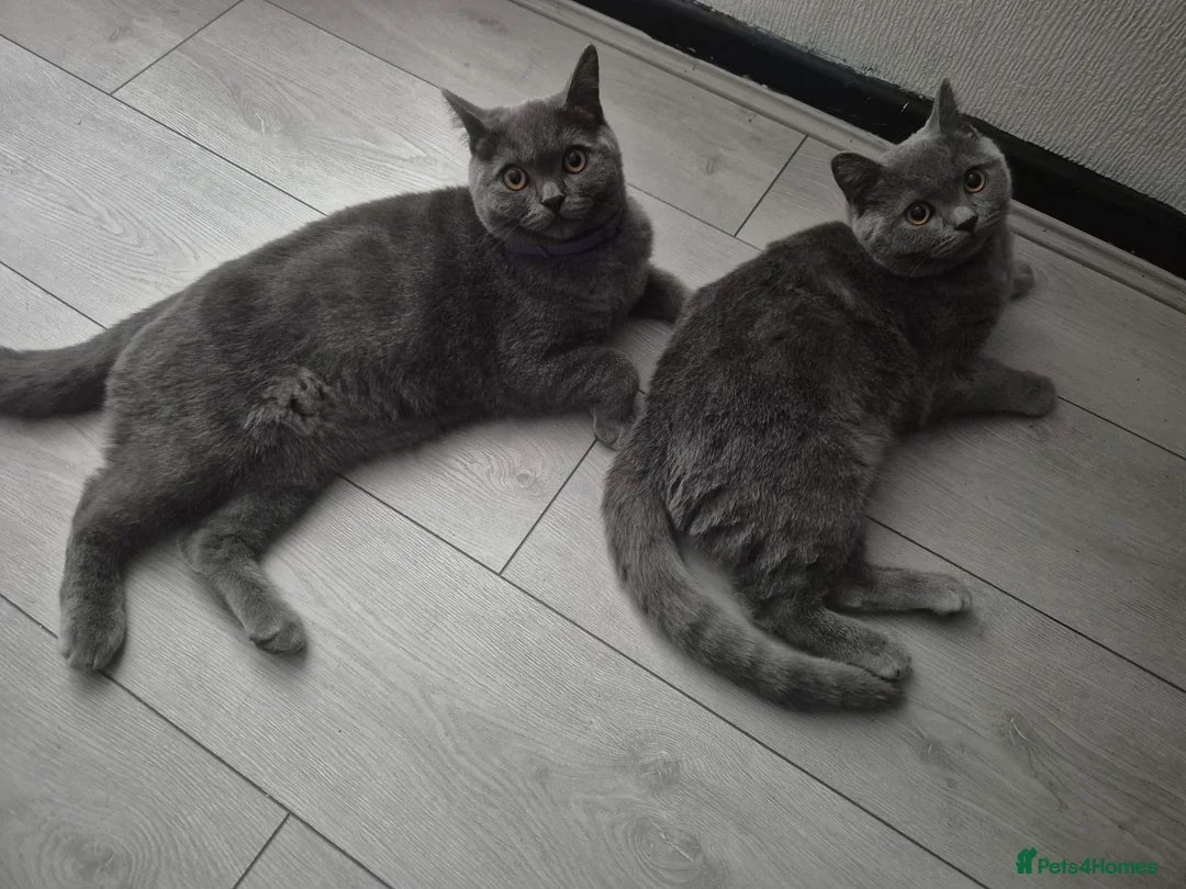 Brazilian Shorthair cats for sale: 2amazing british shorthair male for sale together  - Advert 1
