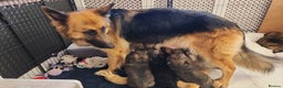 German Shepherd dogs for sale: Medium haired German shepherd pups  - Advert 28