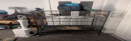 Budgerigars birds for sale: Beautiful and gentle girl looking for new home in Ellesmere - Advert 4