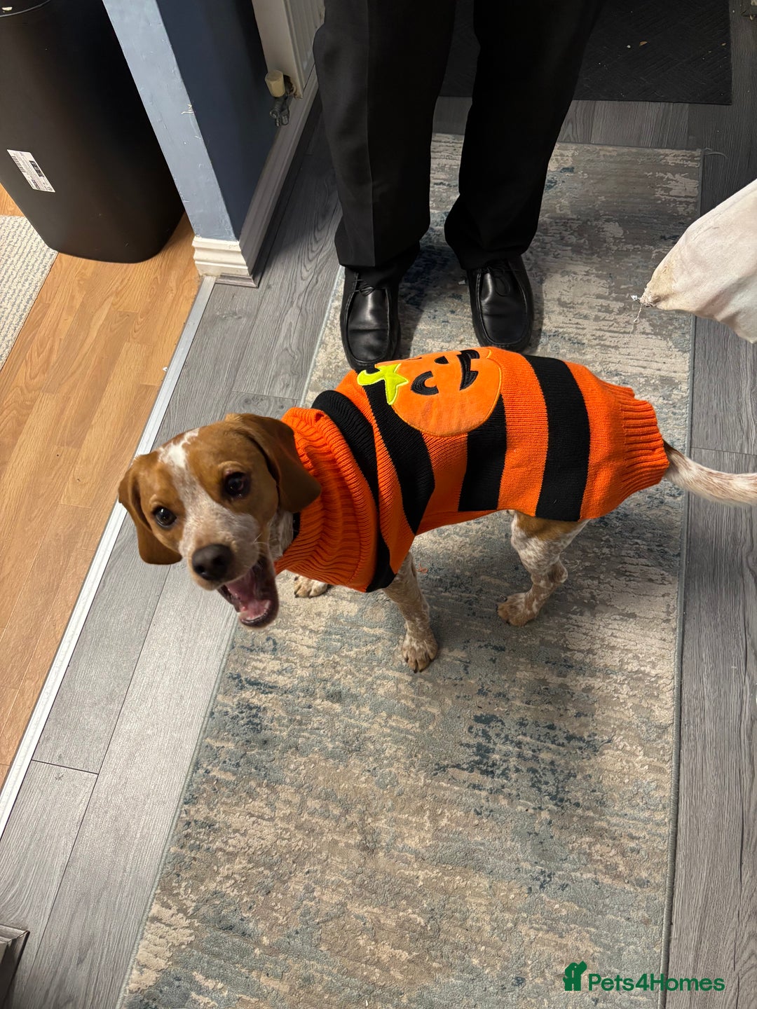 Beaglier dogs for sale: 13 month old beaglier  - Advert 6