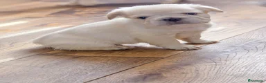 French Bulldog Puppy 3