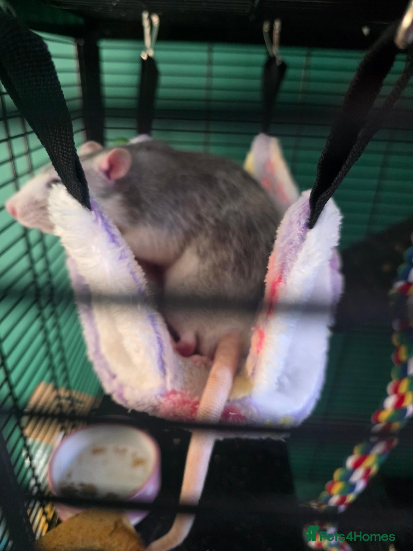 Rat rodents Two gorgeous male rats for sale.  - Advert 2