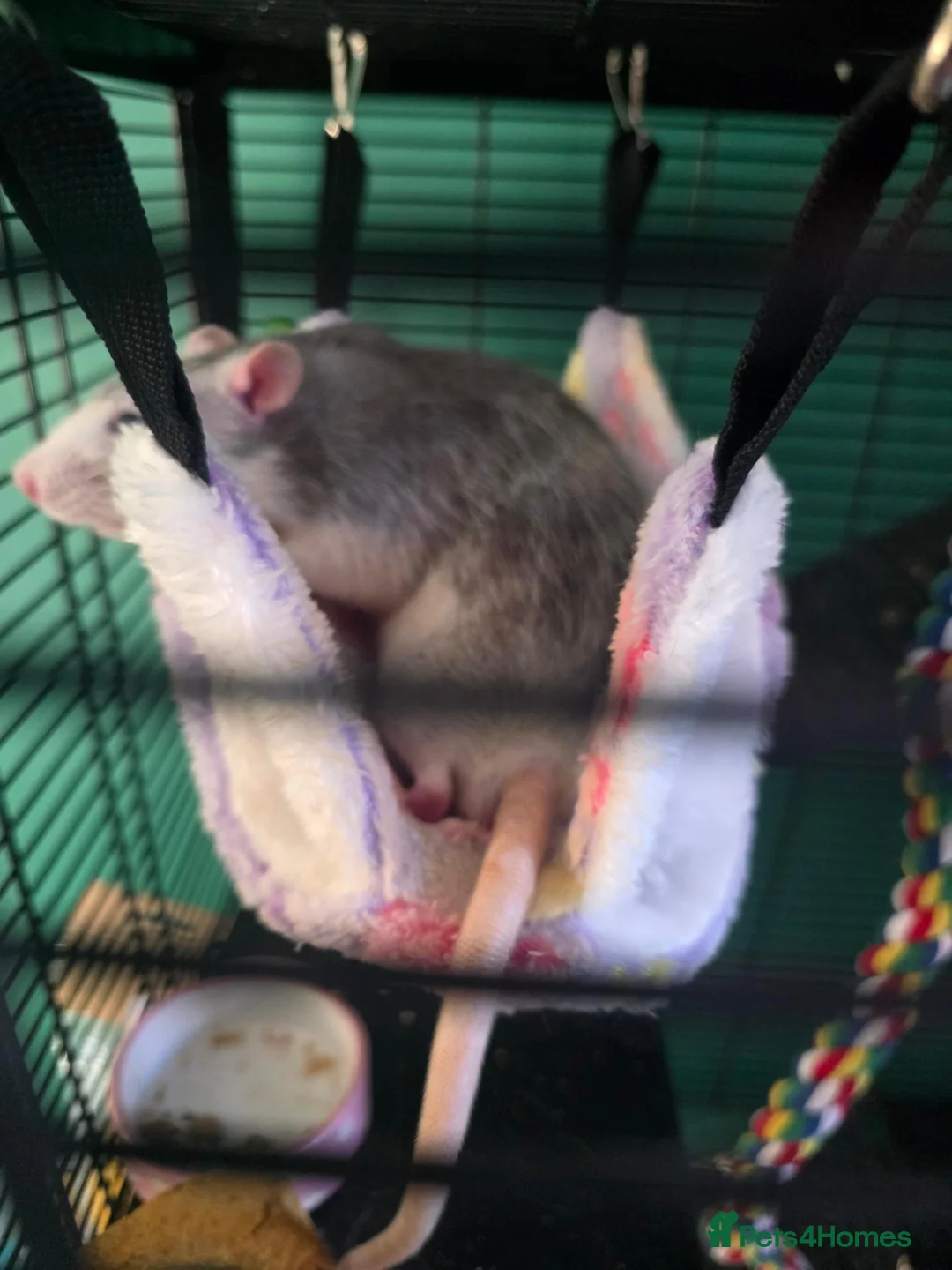 Rat rodents for sale: Two gorgeous male rats for sale.  - Advert 2