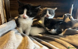 Mixed Breed cats for sale: Beautiful kittens - Image 1