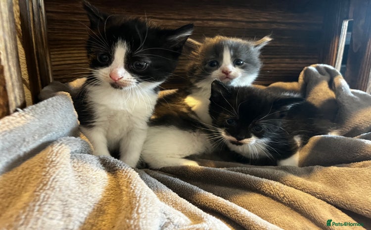 Mixed Breed cats - Advert 2