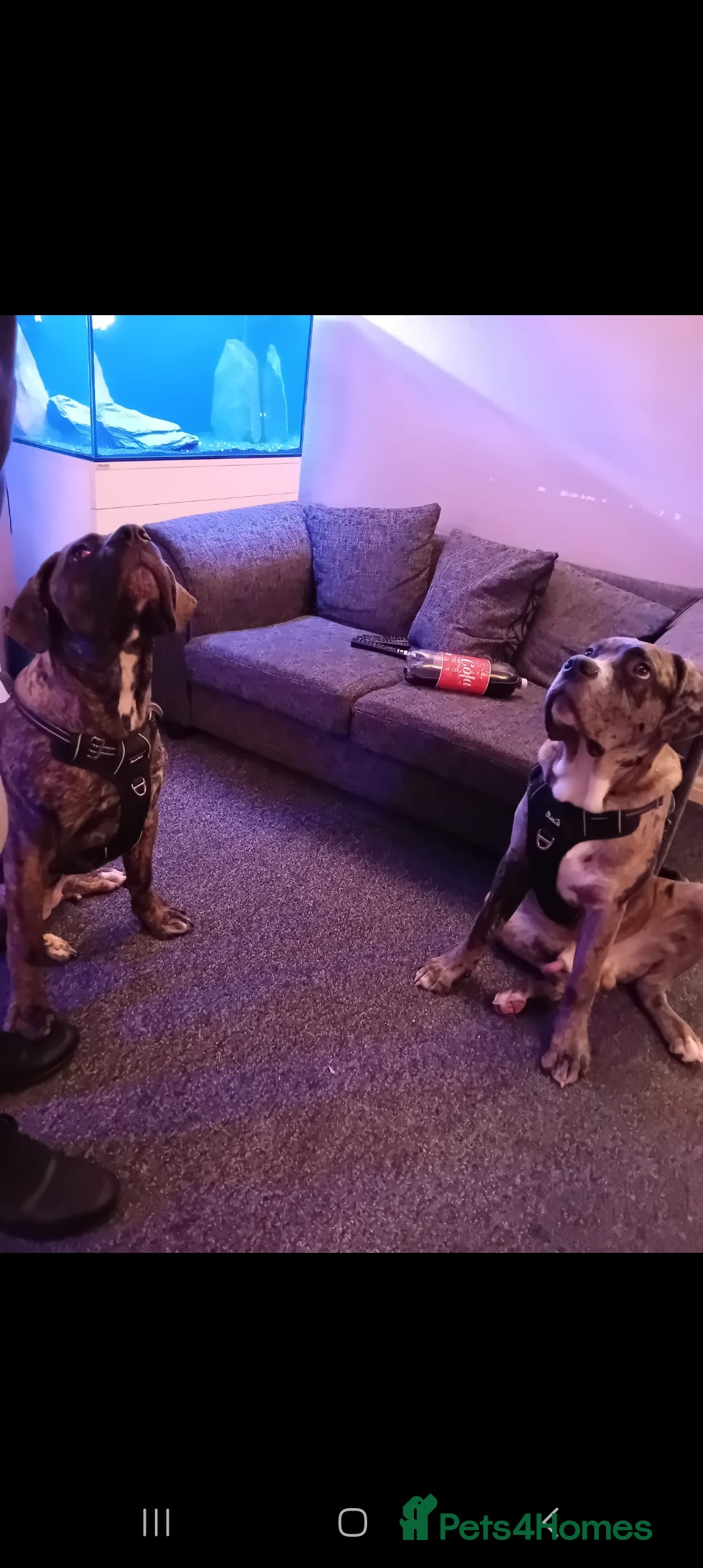 Cane Corso dogs for sale: Meet Our Gorgeous Boy Moose  - Image 1