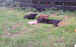 Patterdale Terrier dogs for sale: 4 Lovely Patterdale Puppies - Image 6