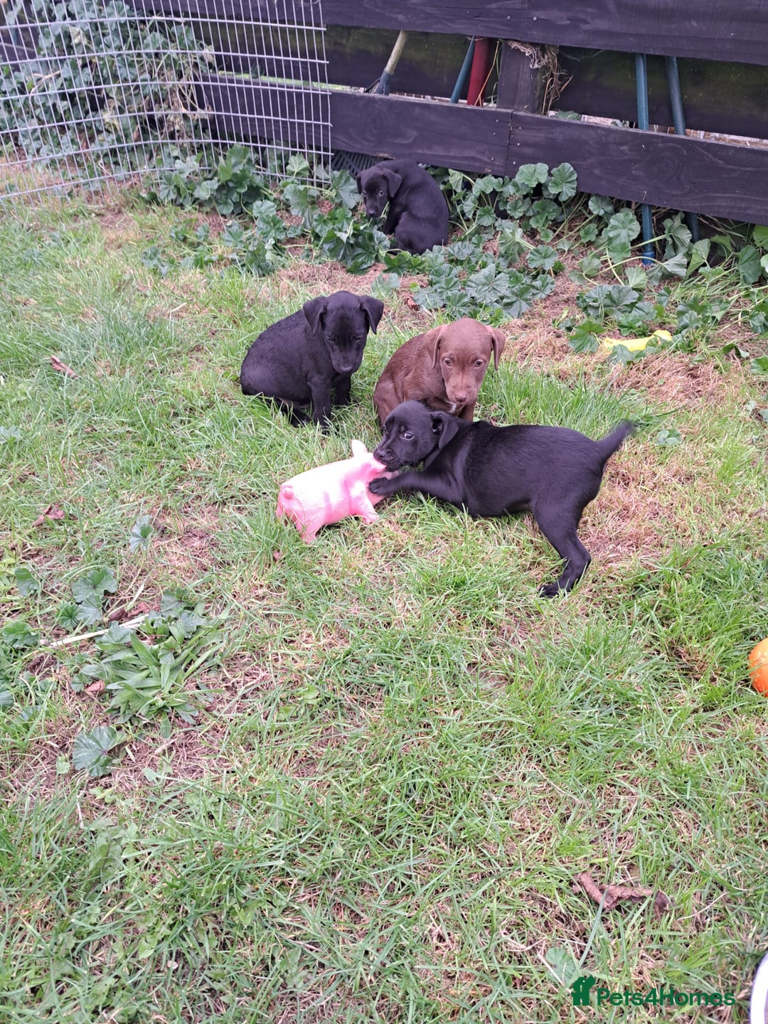 Patterdale Terrier dogs for sale: 4 Lovely Patterdale Puppies - Image 6