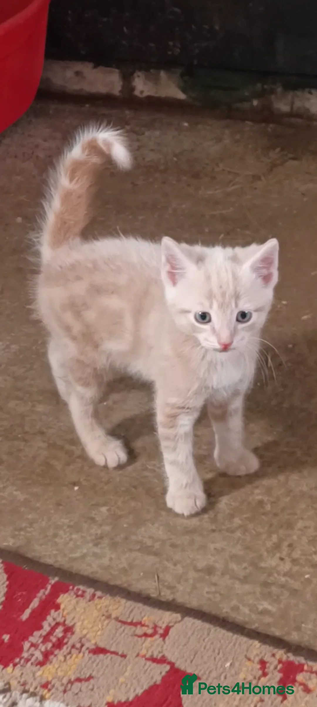 Bengal cats for sale: Bengal x British Short Hair Kittens  in Cupar - Advert 1