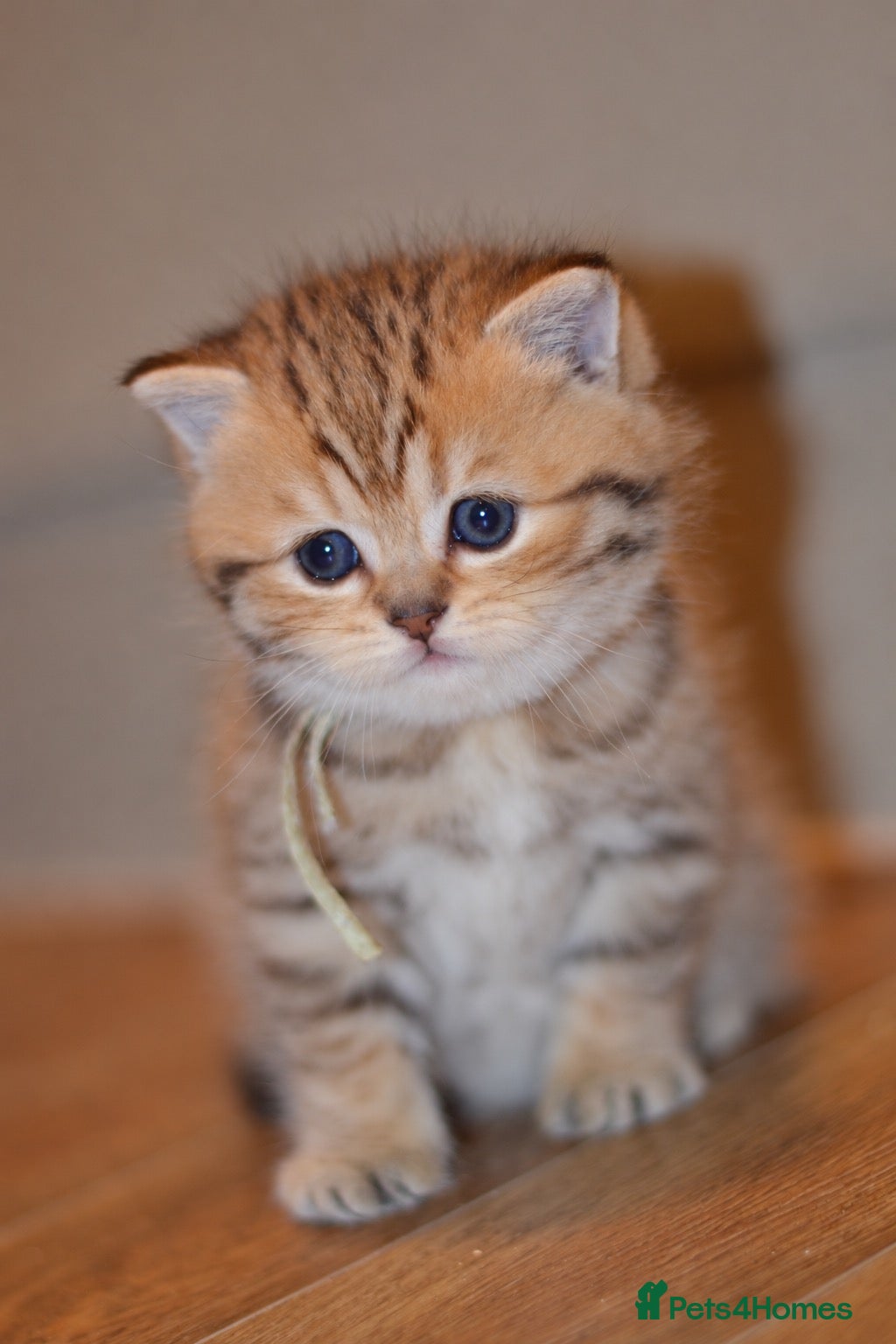 British Shorthair cats TICA/GCCF British Short//Long Hair Kittens  - Advert 1