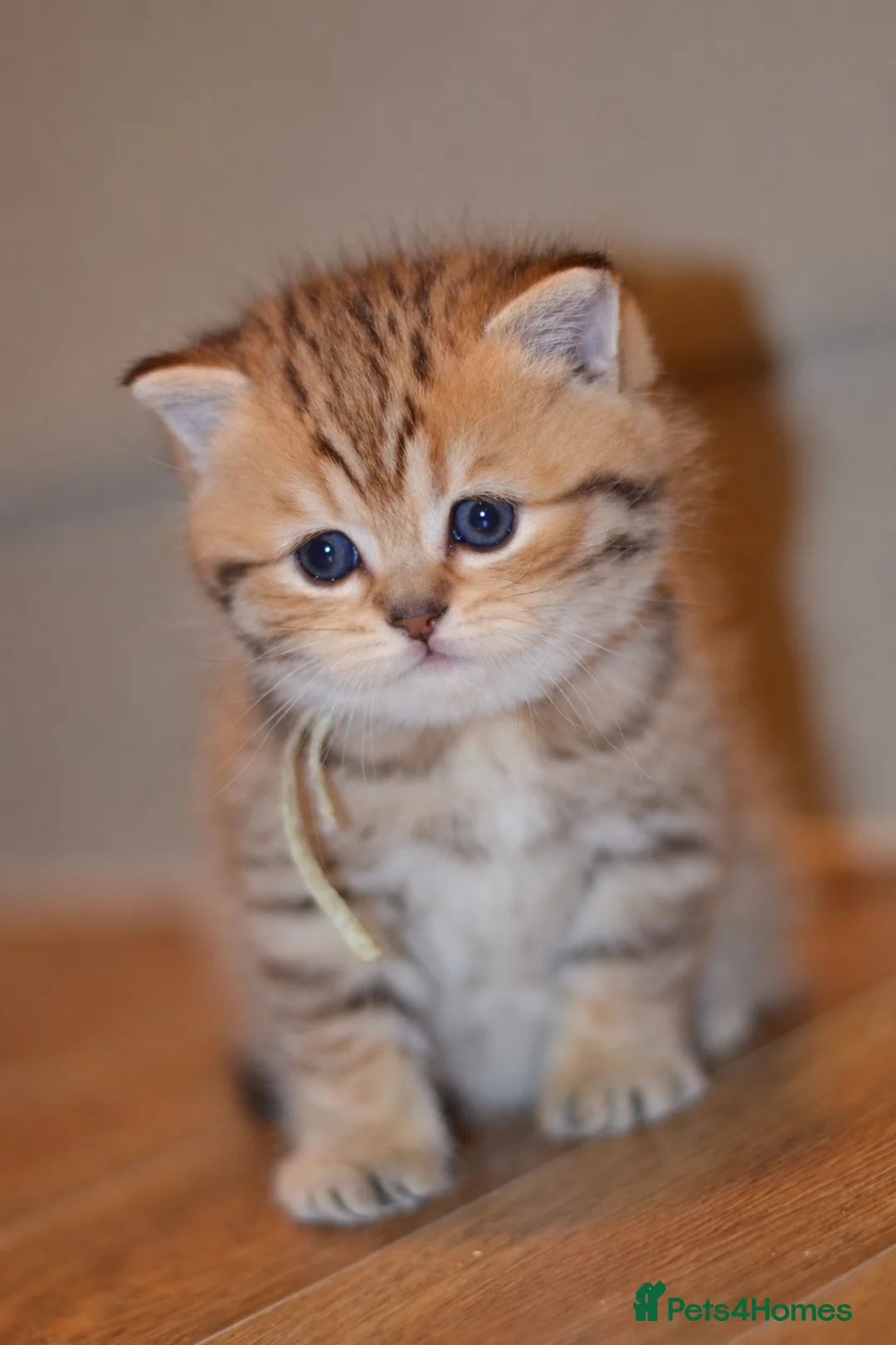 British Shorthair cats for sale: TICA/GCCF British Short//Long Hair Kittens  - Advert 1