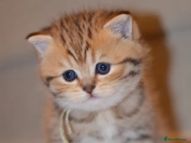 British Shorthair cats TICA/GCCF British Short//Long Hair Kittens - Advert 21