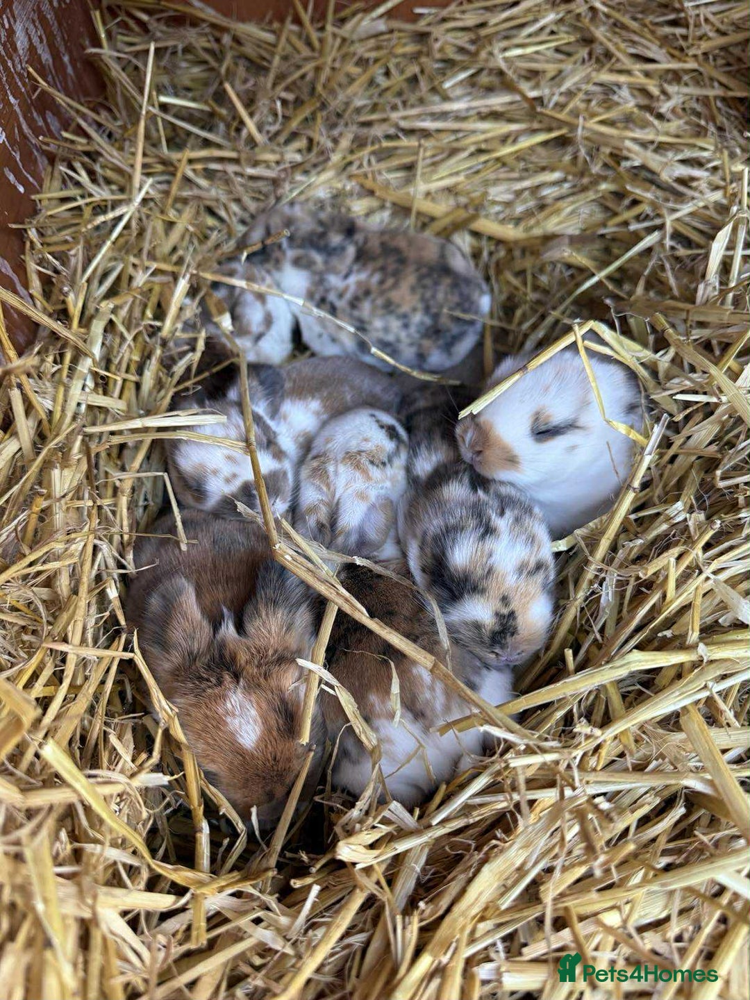 Mixed Breed rabbits for sale: Rabbits looking for forever homes! - Advert 10