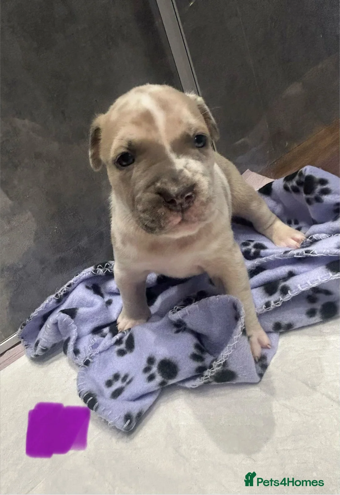 Mixed Breed dogs for sale: Pocket bullie x cane corso - Advert 2