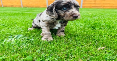 Cockapoo dogs - Advert 2