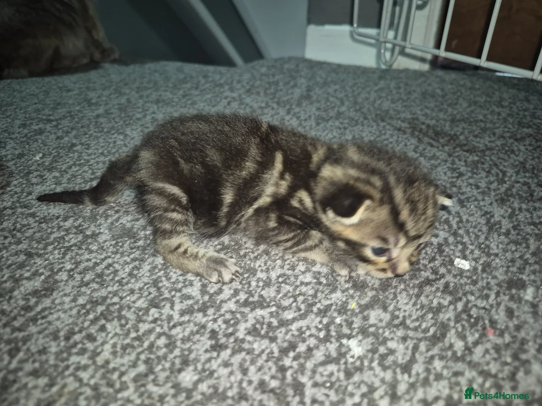 Mixed Breed cats for sale: 3 beautiful boy  - Advert 2