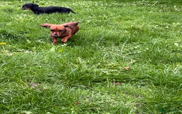 Miniature Dachshund dogs for sale: Miniature Smooth Red Female, petit - Image 4