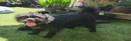Mixed Breed dogs for adoption: TAMI 🐾🐾 - Advert 10