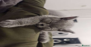 British Shorthair cats - Advert 15
