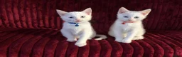 Mixed Breed cats for sale: White and black Kittens  - Advert 6