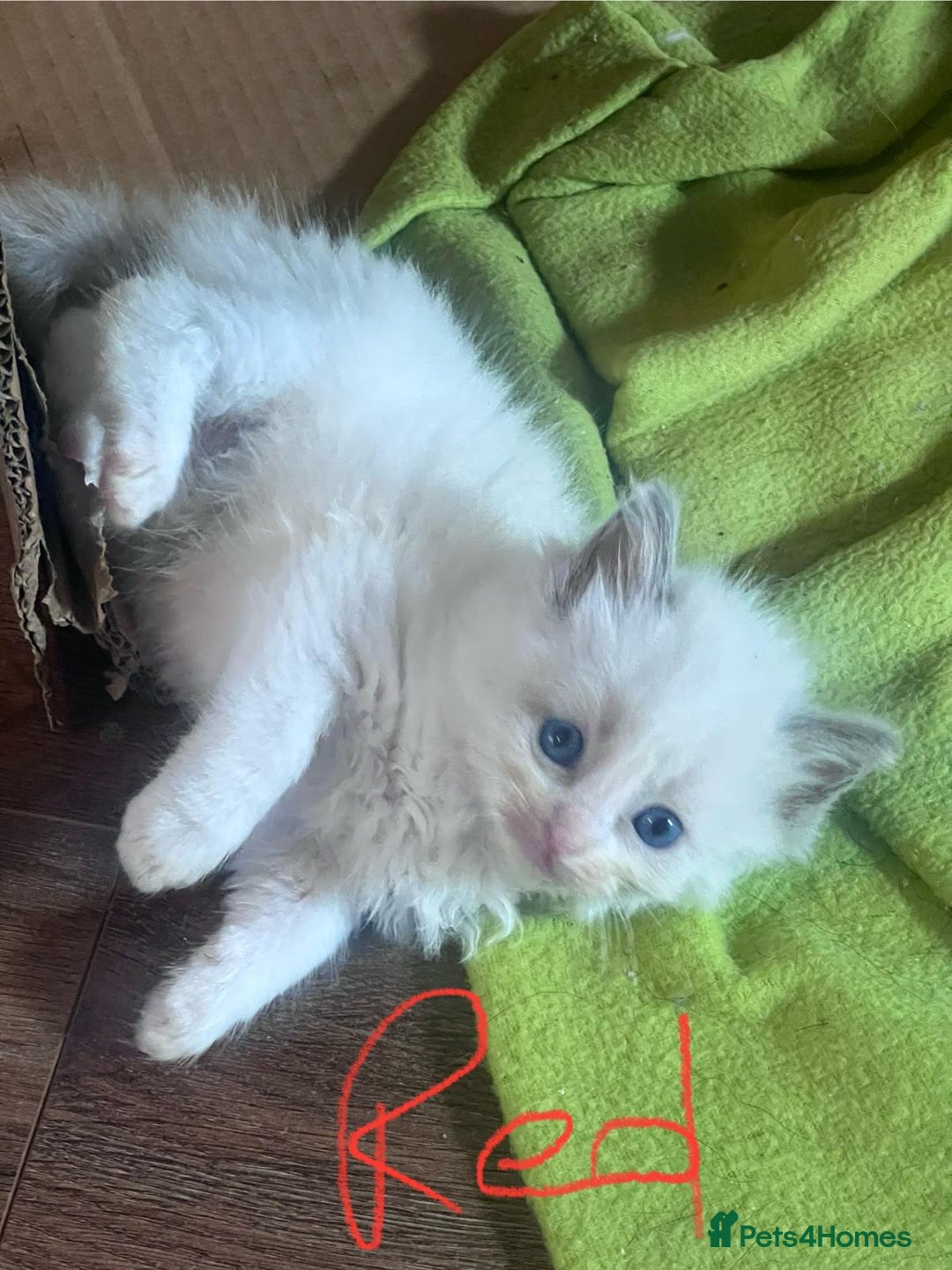 Ragdoll cats for sale: 7 stunning Ragdoll kittens for sale - Image 8