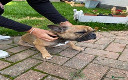 French Bulldog dogs for sale: French bulldog puppies  - Image 14