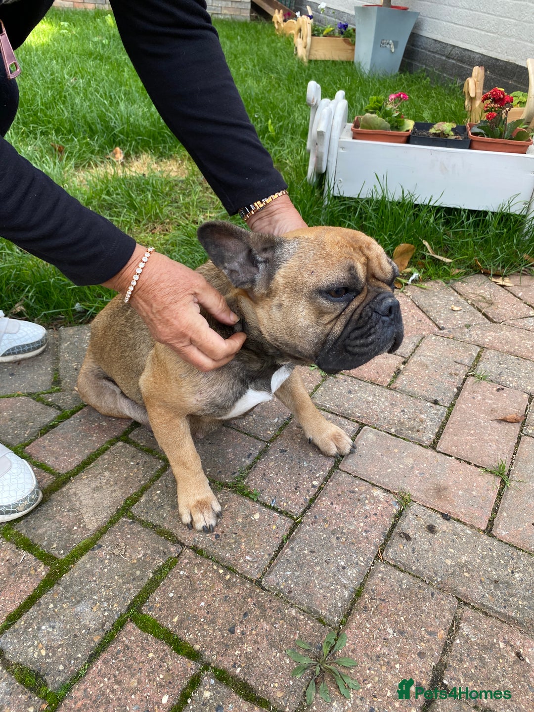 French Bulldog dogs for sale: French bulldog puppies  - Image 14