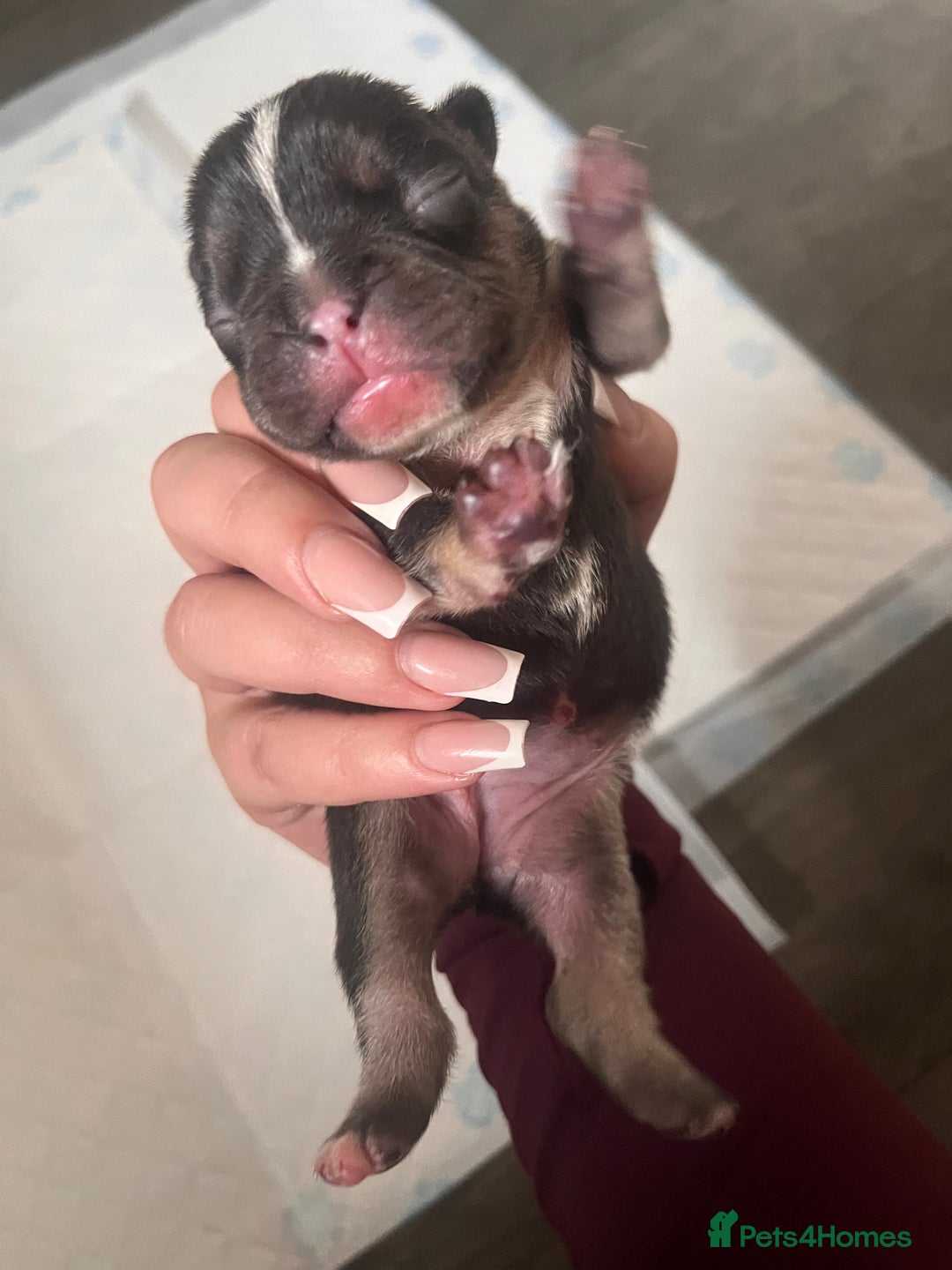 French Bulldog dogs for sale: 🐶🥰FRENCHIE PUPS FOR SALE😍🐶 - Image 8