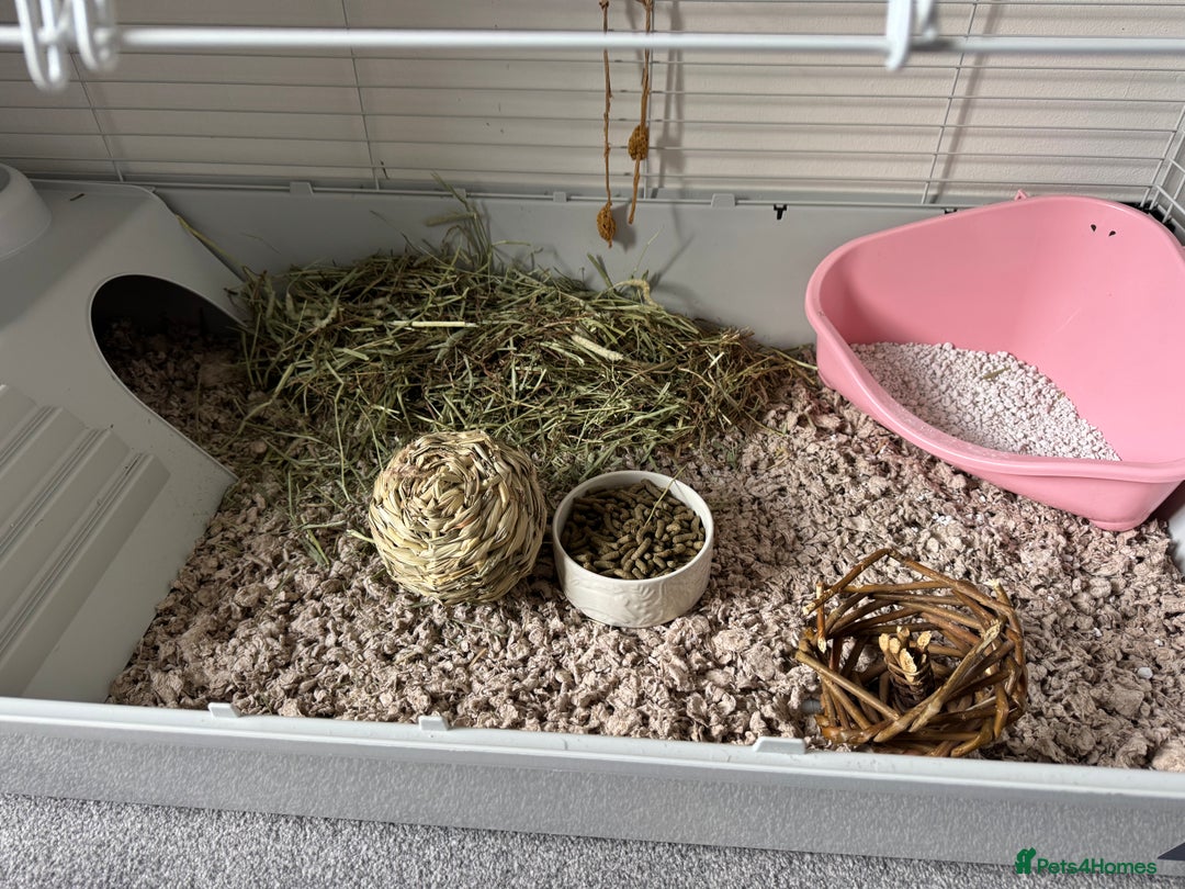 Mixed Breed rabbits for sale: 2 Bunnies with cage and all remaining supplies  - Image 14