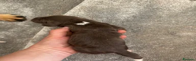 English Springer Spaniel Puppy 3