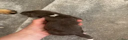 English Springer Spaniel dogs for sale: Springer Spaniel Puppies  - Advert 8