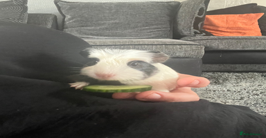 Guinea Pig rodents - Advert 3