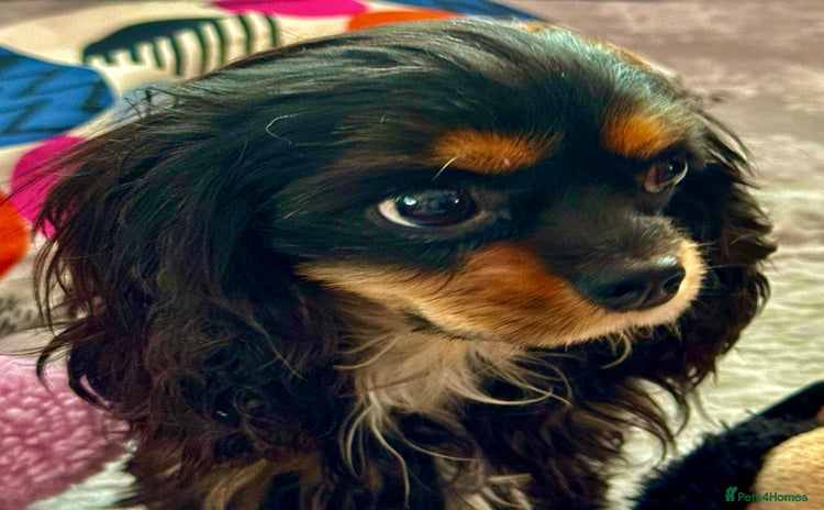 Cavalier King Charles Spaniel dogs - Advert 1