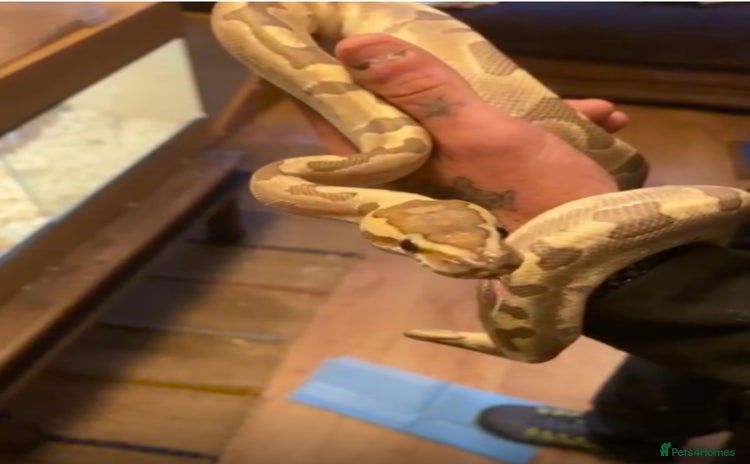 Python Snake reptiles - Advert 3