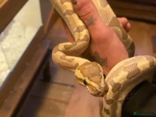 Python Snake reptiles - Advert 9