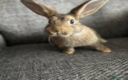 Lionhead rabbits for sale: 3 females Dutch x lionhead ready to go💞 - Image 17