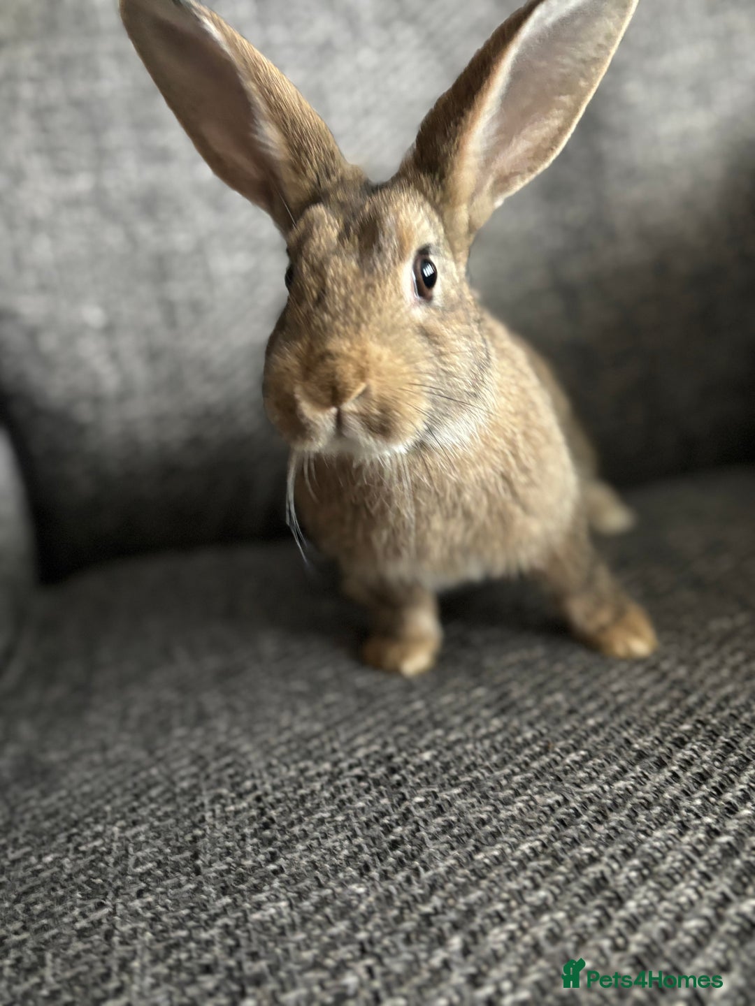Lionhead rabbits for sale: 3 females Dutch x lionhead ready to go💞 - Image 17