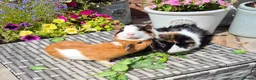 Guinea Pig rodents for sale: Beautiful Baby Sows Smooth and Funkyy Coats - Advert 1