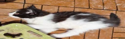 Mixed Breed cats for sale: mix Mainecoon - female - Advert 20