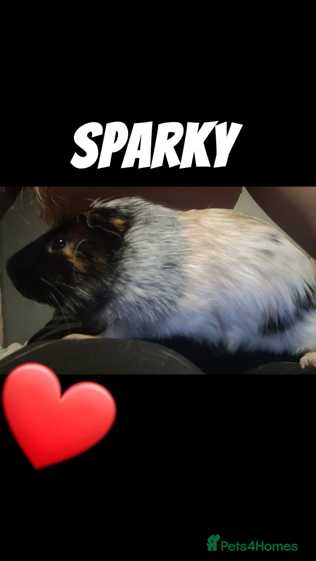 Guinea Pig rodents for sale:  2 male Guine pigs  - Image 2